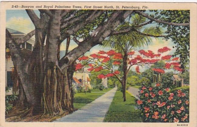 Banyan & Royal Poiciana Trees First Street North St Petersburg Florida 1940 C...