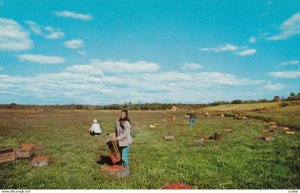 CAPE COD , Massachusette , 50-60s ; Cranberry Bog