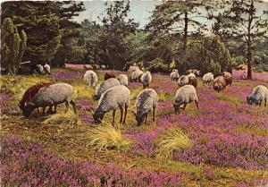 B67257 Germany Luneburg Heide sheeps moutons