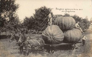 RPPC Pumpkins grown in Washington Soil Exaggeration Ilwaco 1909 Vintage Postcard