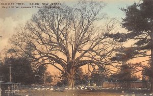 Old Oak Tree in Salem, New Jersey