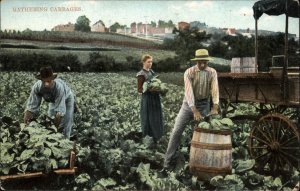 Antique Postcard CALIFORNIA FARMING AGRICULTURE Gathering Cabbage