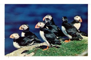 Birds - Atlantic Puffins