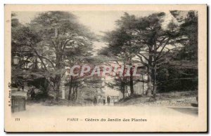 Paris - 5 - Cedres the Jardin des Plantes - - Old Postcard