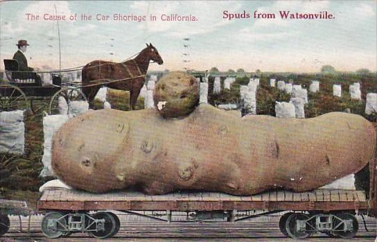 Exageration Large Potato Spuds From Watsonville The Cause Of The Car Shortage...