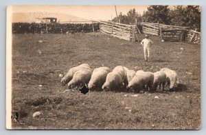 RPPC   Sterling  Massachusetts  Sheep Herder Named  George N.B. Tuttle  Postcard