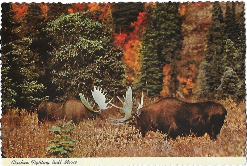 Two Alaskan Fighting Bull Moose Seldom Seen in Alaska 4 by 6