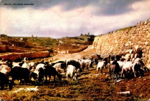 Malta Cows Grazing On A Hillside Pasture 1952