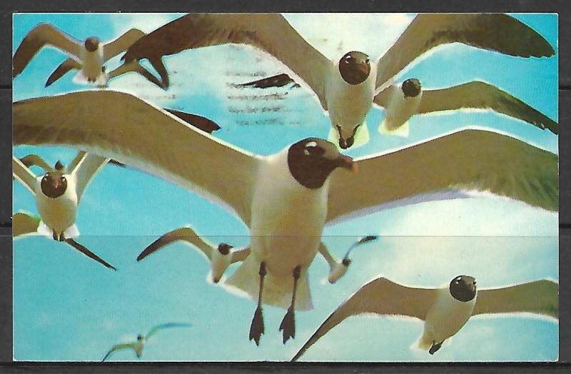 Sea Gulls Along The Gulf Coast - [MX-085]