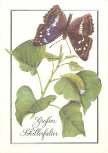 Animals insects Postcard Grosser Schillerfalter Apatura Iris butterfly