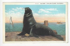 Vintage Postcard- Catalina Island, CA - Old Ben Seal Animal (AH100)