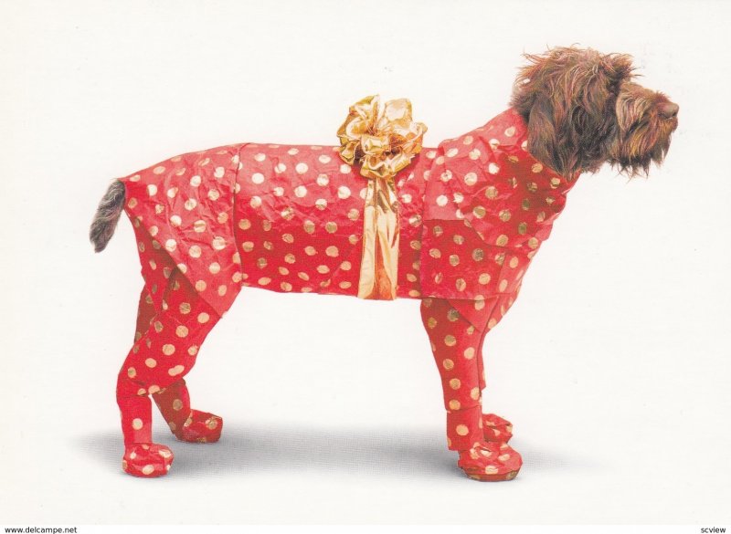 Dog wrapped like a present with a bow, 1998