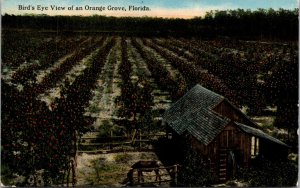 Postcard Birds Eye View of an Orange Grove, Florida