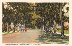 Boca Grande Florida Australian Pine Trees Street Scene Vintage Postcard AA44074