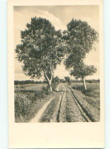 Old rppc NATURE SCENE Great Postcard AB0864