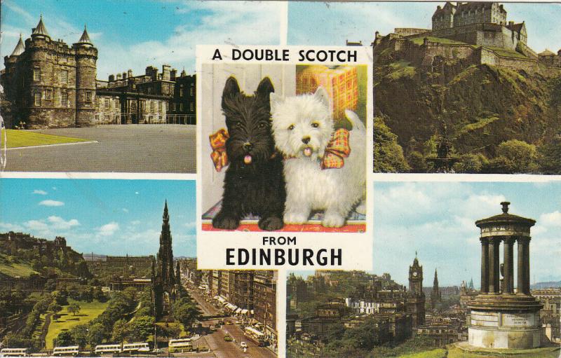 Edinburgh a double scotch puppy dogs & multi views postcard 1968