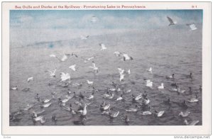 Sea Gulls and Ducks at the Spillway, Pymatuning Lake in Pennsylvania, 10-20s