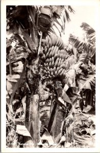 RPPC Banana Trees, Hawaiian Islands Vintage Postcard V72