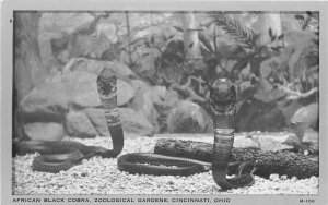 Cincinnati Ohio African Black Cobra Zoological Clear View Postcard 21-7428