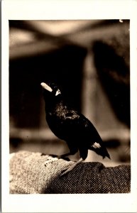 Real Photo Postcard Bird at Aviary Santa Catalina Island, California~134620