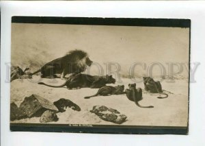 3168792 HUNT Lioness LION in Desert Vintage Russian PC