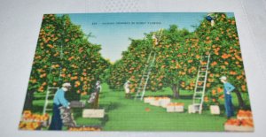 239 Picking Oranges in Sunny Florida Postcard Hartman Litho Sales Co.