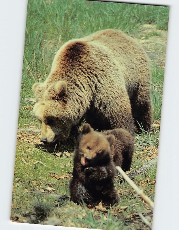 Postcard European Brown Bear, Six Flags Great Adventure's drive-thru Safari, NJ
