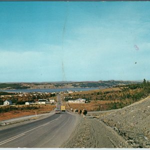 c1970s South River NF Postcard Cows on Highway 3 Clarke's Beach Conception Bay