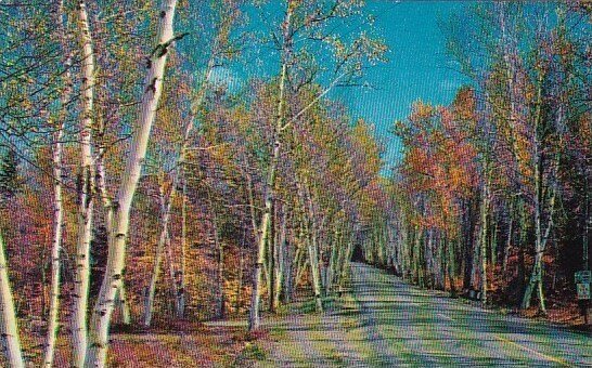 The Highway Through The Majestic Shelburne Birches Of New Hampshire 1961