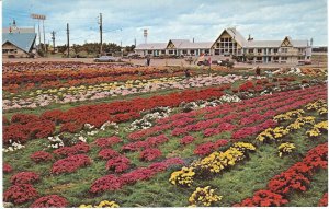 Mums Best Western Motel Interstate 90 and Route 20 North East Pennsylvania