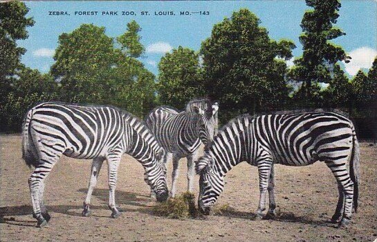 Zebra Forest Park Zoo Saint Louis Missouri