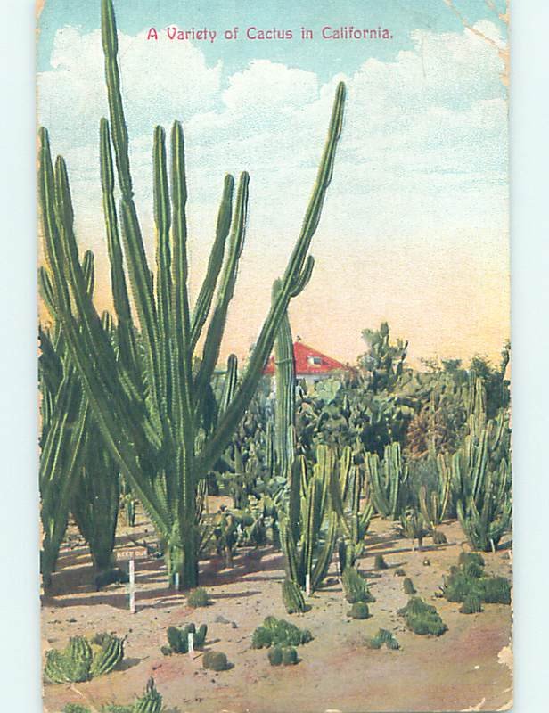 Divided-back CACTUS GROUP Postmarked Los Angeles California CA AD8316