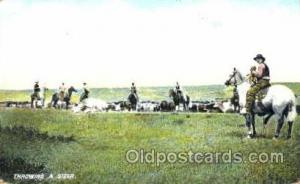 Western, Cowboy, Cowgirl Throwing a Steer 1908 