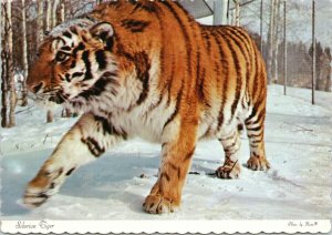 Siberian Tiger Alberta Game Farm Edmonton Alberta AB Unused Vintage Postcard C2