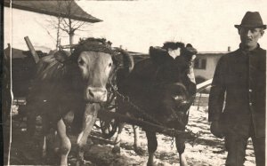 Vintage Postcard 1910's Standing Gentleman Mustache Wearing Hat and His Cows