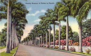 Stately Avenue of Palms In Florida, Vintage Linen Postcard