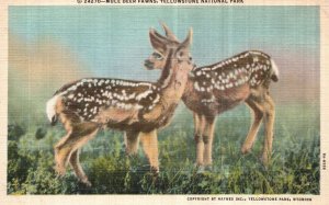 Vintage Postcard 1930's Mule Deer Fawns Yellowstone National Park County Wyoming