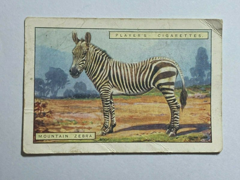 CIGARETTE CARD - PLAYERS NATURAL HISTORY #12 MOUNTAIN ZEBRA   (UU477)