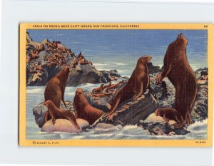 Postcard Seals On Rocks, San Francisco, California