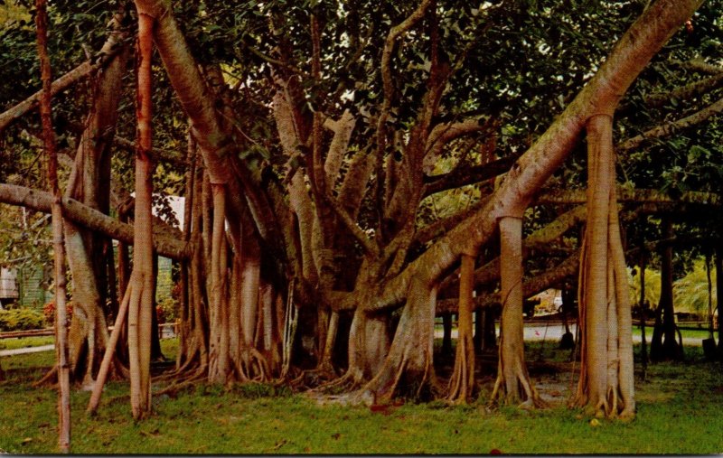 Hawaii Maui Giant Manyan Tree 175 Feet Spread