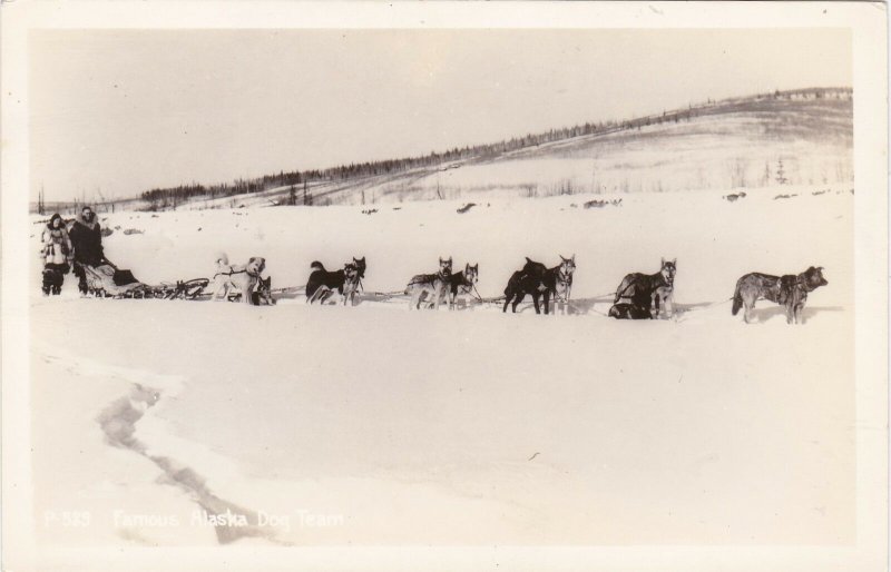 Alaska Dog Sled Team Real Photo sk5517