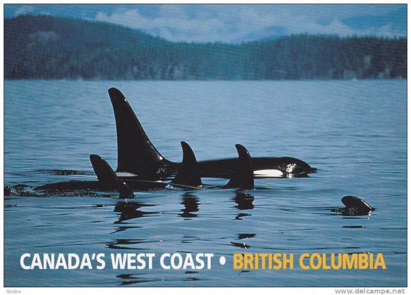 Orcas / Killer Whales , West Coast , Canada , 1950-70s #2