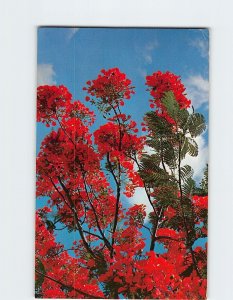 Postcard Blossoms of the Royal Poinciana Hawaii USA