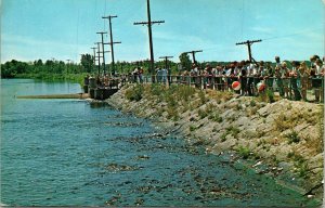 Feeding Fish Spillway Linesville PA Pennsylvania Pymatuning Lake VTG Postcard 