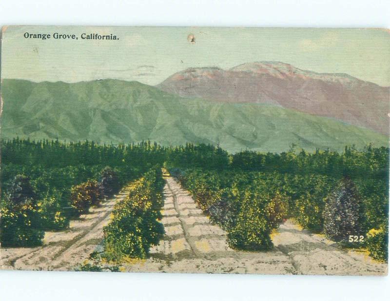 Divided-Back ORANGE GROVE BY THE MOUNTAINS Postmarked Los Angeles CA E9914