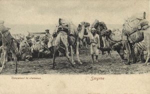 turkey, SMYRNA SMYRNE IZMIR, Camel Camp (1900s) Postcard