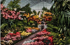 Vintage Missouri Postcard - St. Louis - Forest Park - Lily and Hyacinth Display