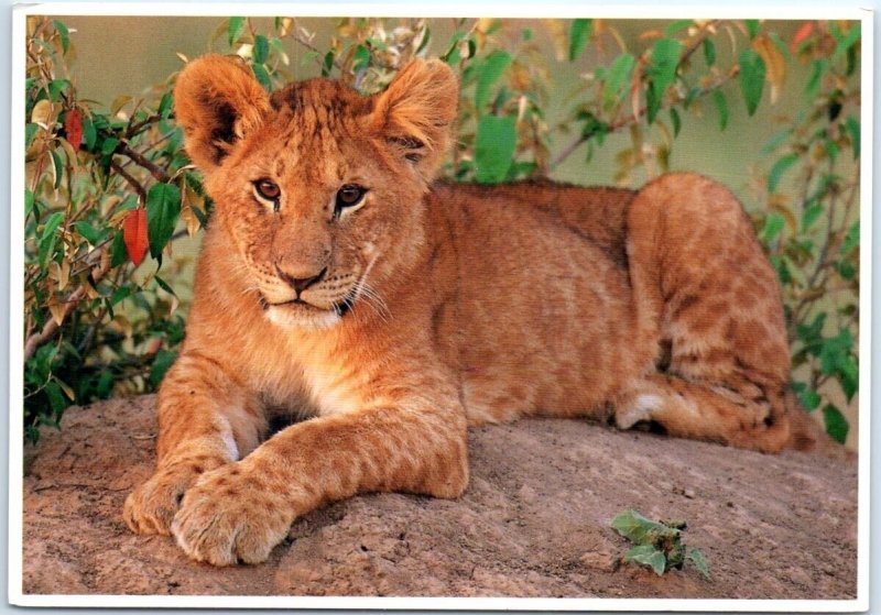 Postcard - African Lion Cub, Exotic Little Critters