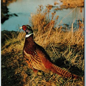 c1970s Jefferson IA - Iowa Greetings A Ringneck Pheasant Stock Postcard Vtg A227