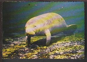 Manatee Postcard BIN 809